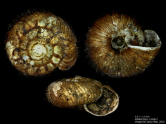 Neophenacohelix ziczac
