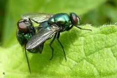 Neomyia viridescens
