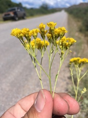 Hymenothrix wislizeni