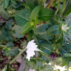 Mirabilis jalapa