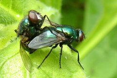 Neomyia viridescens