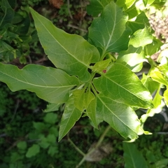 Mirabilis jalapa