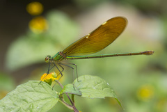 Neurobasis chinensis