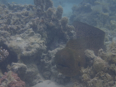 Gymnothorax javanicus