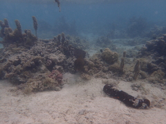 Gymnothorax javanicus