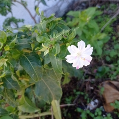Mirabilis jalapa