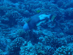 Balistoides viridescens