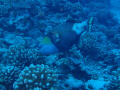 Balistoides viridescens