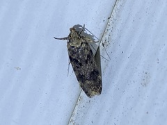 Chionodes bicostomaculella