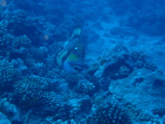 Balistoides viridescens