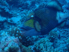 Balistoides viridescens