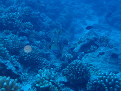 Balistoides viridescens