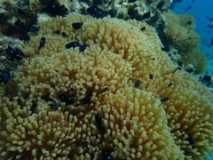 Dascyllus trimaculatus