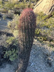 Ferocactus gracilis