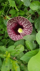 Aristolochia littoralis