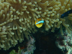 Amphiprion chrysopterus