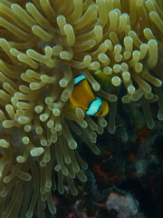 Amphiprion chrysopterus