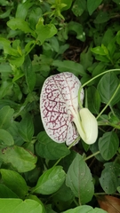 Aristolochia littoralis