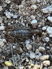 Superstitionia donensis