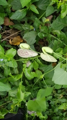 Aristolochia littoralis