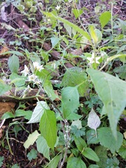 Solanum nigrescens