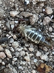 Superstitionia donensis