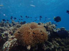 Amphiprion chrysopterus