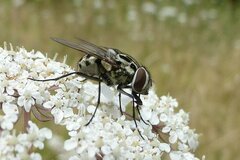 Graphomya maculata