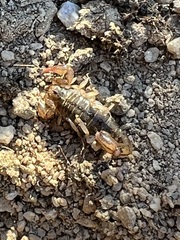 Superstitionia donensis