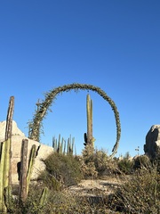 Fouquieria columnaris