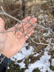 Crataegus punctata
