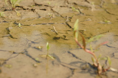 Hydrochara caraboides