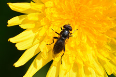 Chalcosyrphus nemorum