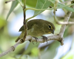 Tiaris olivaceus