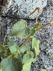 Acalypha californica