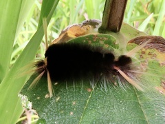 Phaegopterina