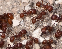 Pogonomyrmex barbatus