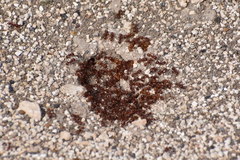 Pogonomyrmex barbatus