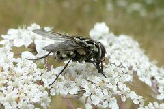 Graphomya maculata
