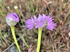 Allium douglasii
