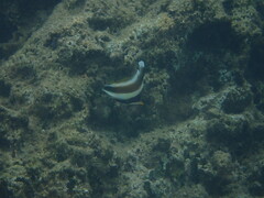 Heniochus chrysostomus
