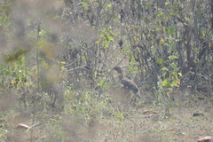 Ortygornis pondicerianus