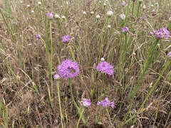 Allium douglasii