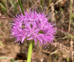 Allium douglasii