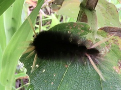Phaegopterina