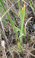 Allium douglasii