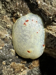 Acanthodoris nanaimoensis