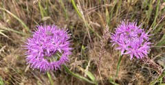 Allium douglasii