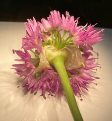 Allium douglasii