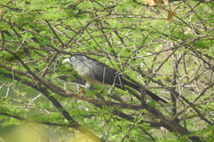 Phaenicophaeus viridirostris